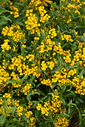Mexican Tarragon (Tagetes lucida) at Lakeshore Garden Centres