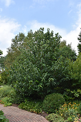 Wilson Paw Paw (Asimina triloba 'Wilson') at Lakeshore Garden Centres