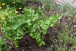 Celery (Apium graveolens) at A Very Successful Garden Center