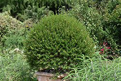 Myrtle (Myrtus communis) at Lakeshore Garden Centres