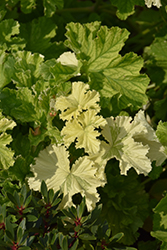 Snowflake Rose Scented Geranium (Pelargonium 'Snowflake Rose') at Lakeshore Garden Centres
