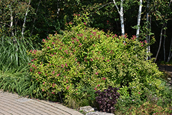Rubidor Weigela (Weigela florida 'Rubidor') at Lakeshore Garden Centres