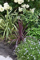 Black Knight Grass Palm (Cordyline australis 'Black Knight') at Lakeshore Garden Centres