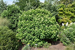 Mega Pearl Hydrangea (Hydrangea paniculata 'Mega Pearl') at Lakeshore Garden Centres