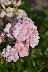 The Fairy Rose (Rosa 'The Fairy') at Green Thumb Garden Centre
