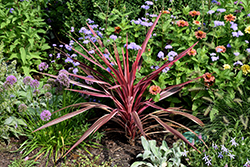 Dance Paso Doble Cabbage Palm (Cordyline 'Paso Doble') at Lakeshore Garden Centres