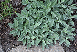 Pure Silver Wooly Speedwell (Veronica incana 'Pure Silver') at Lakeshore Garden Centres