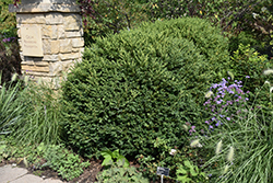 Green Gem Boxwood (Buxus 'Green Gem') at Peter Knippel Garden Centre
