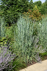 Skywalker Indian Grass (Sorghastrum nutans 'Skywalker') at Lakeshore Garden Centres