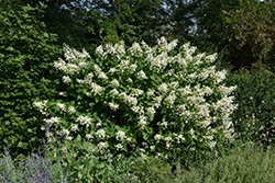 Pink Lady Hydrangea (Hydrangea paniculata 'Pink Lady') at Lakeshore Garden Centres