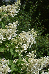 Pink Lady Hydrangea (Hydrangea paniculata 'Pink Lady') at Lakeshore Garden Centres