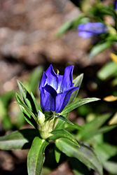 True Blue Gentian (Gentiana 'True Blue') at Green Thumb Garden Centre