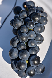 Beta Grape (Vitis 'Beta') at Peter Knippel Garden Centre
