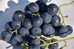Thomcord Grape (Vitis 'Thomcord') at Lakeshore Garden Centres