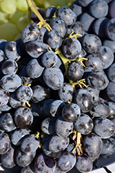 Jupiter Grape (Vitis 'Jupiter') at Lakeshore Garden Centres