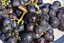 Alden Grape (Vitis 'Alden') at Lakeshore Garden Centres