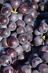 New York Muscat Grape (Vitis 'New York Muscat') at Lakeshore Garden Centres