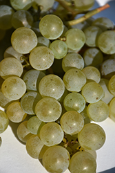 Valvin Muscat Grape (Vitis 'Valvin Muscat') at Lakeshore Garden Centres