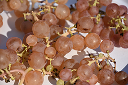 Orange Muscat Grape (Vitis 'Orange Muscat') at Lakeshore Garden Centres