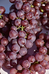 Petite Jewel Grape (Vitis 'Petite Jewel') at Lakeshore Garden Centres