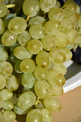 Neptue Grape (Vitis 'Neptune') at Lakeshore Garden Centres