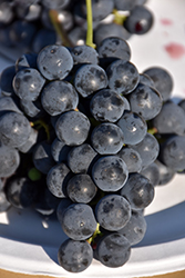 Sabrevois Grape (Vitis 'Sabrevois') at Lakeshore Garden Centres