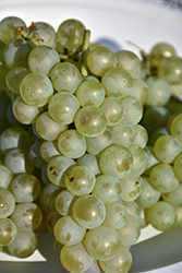 Okanagan Riesling Grape (Vitis 'Okanagan Riesling') at Lakeshore Garden Centres