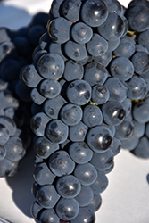Petite Pearl Grape (Vitis 'Petite Pearl') at Lakeshore Garden Centres