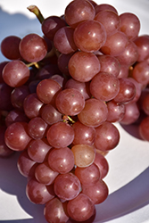 Siegerrebe Grape (Vitis 'Siegerrebe') at Lakeshore Garden Centres