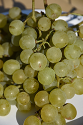 Early Muscat Grape (Vitis 'Early Muscat') at Lakeshore Garden Centres