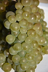 Bianca Grape (Vitis 'Bianca') at Lakeshore Garden Centres
