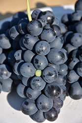 Carignan Grape (Vitis 'Carignan') at Lakeshore Garden Centres