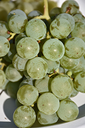 Swenson White Grape (Vitis 'Swenson White') at Lakeshore Garden Centres