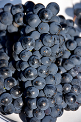 Marechal Foch Grape (Vitis 'Marechal Foch') at Lakeshore Garden Centres