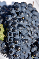 Leon Millot Grape (Vitis 'Leon Millot') at Lakeshore Garden Centres
