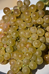 Solaris Grape (Vitis 'Solaris') at Lakeshore Garden Centres