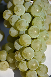 Louise Swenson Grape (Vitis 'Louise Swenson') at Lakeshore Garden Centres