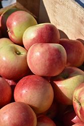 SweeTango Apple (Malus 'Minneiska') at Lakeshore Garden Centres