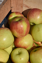 La Crescent Apple (Malus 'Van Linn') at Lakeshore Garden Centres