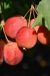 Centennial Apple (Malus 'Centennial') at Lakeshore Garden Centres