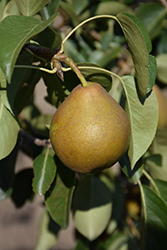 Gourmet Pear (Pyrus 'Gourmet') at Lakeshore Garden Centres