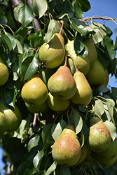 Conference Pear (Pyrus communis 'Conference') at Lakeshore Garden Centres