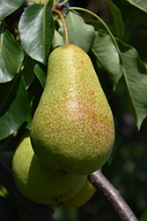 Patten Pear (Pyrus 'Patten') at Lakeshore Garden Centres