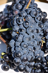 Cynthiana Grape (Vitis 'Cynthiana') at Lakeshore Garden Centres