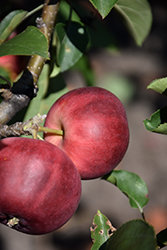 Whitney Flowering Crab (Malus 'Whitney') at Lakeshore Garden Centres