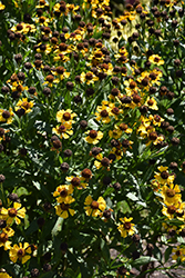 Zimbelstern Sneezeweed (Helenium 'Zimbelstern') at Lakeshore Garden Centres