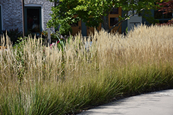 Karl Foerster Reed Grass (Calamagrostis x acutiflora 'Karl Foerster') at Peter Knippel Garden Centre