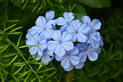 Royal Cape Plumbago (Plumbago auriculata 'Monott') at Lakeshore Garden Centres