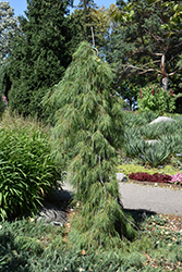 Angel Falls Weeping White Pine (Pinus strobus 'Angel Falls') at Golden Acre Home & Garden