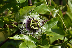 Possum Purple Passionfruit (Passiflora edulis 'Possum Purple') at Lakeshore Garden Centres